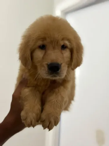 Golden Retriever 