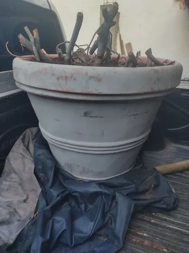 Vaso de planta com terra preta gigante 