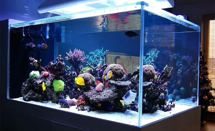 Aquário Ornamental 