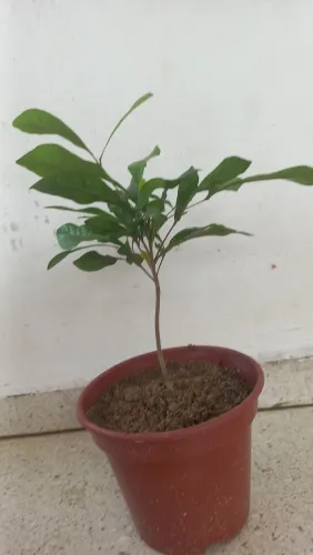 Muda de Fruta do milagre com  1ano e 3 meses.