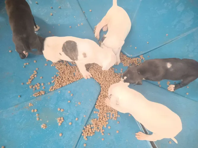 vendas de filhote de América Pit Bull terrier