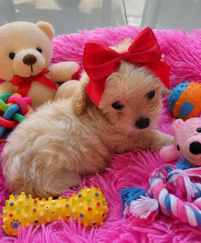 Poodles : fofinhos toys