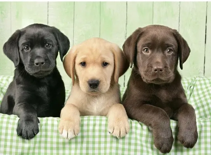 Labrador docil e perfeito para familia