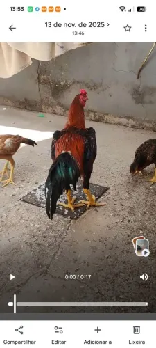 Galos vendo frangos frangas e pintinho índios genética tops 