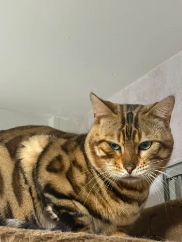 Gato Bengal