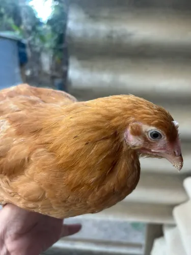 Ovos galados de New Hampshire