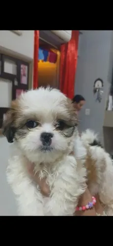 2 filhotes de Shi Tzu