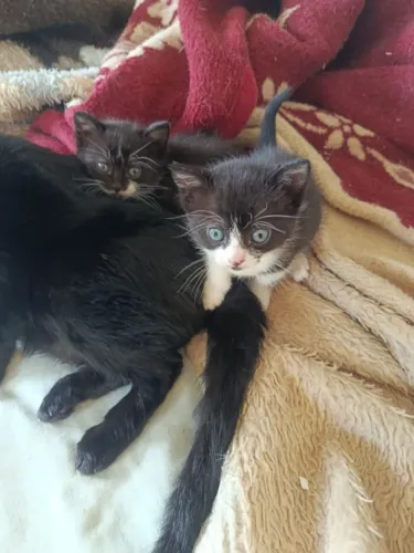 Gatos para doação