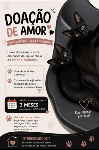 Doação gato macho