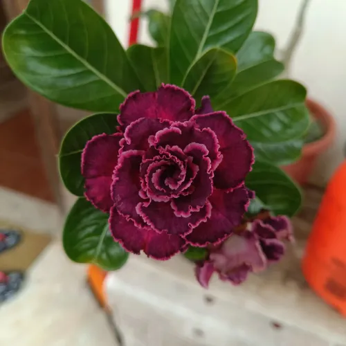 Rosas do deserto