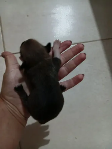 Vendo pinscher numero 1