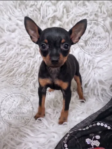 Pinscher zerinhos entrego hoje