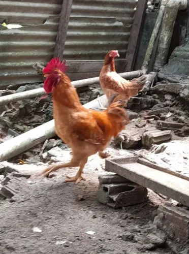 Vendo galo e galinha