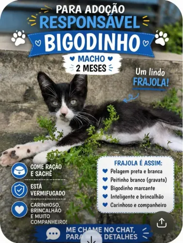 Gatinho frajola, 2 meses