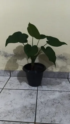 Plantas de vasos
