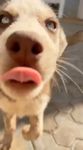 Filhote de Husky Siberiano Puro - Olhos Azuis
