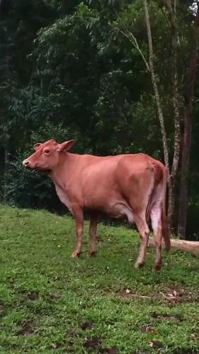 Vaca senepol com gir