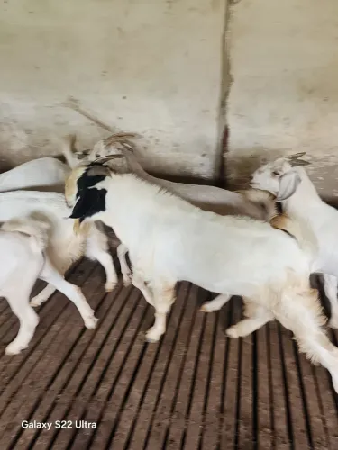 Vendo 2 bodes reprodutores