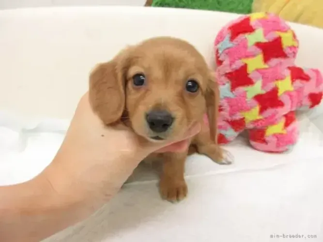 Cãozinho muito brincalhão: Teckel/Dachshund/Salsicha/Salsichinha/Basset/Cofap