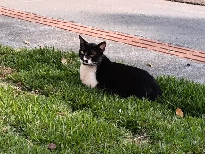 Gatinho frajolina de 8 meses aproximadamente