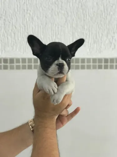Bulldog Francês Fêmea Compacta e Carinhosa | Contrato e Garantias