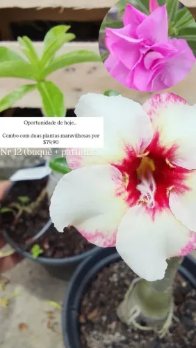 Rosa do deserto (combo especial) NR12 buquê + pathuma