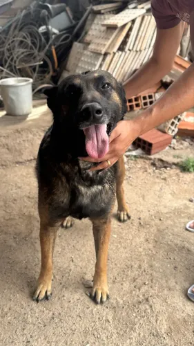 Pastor Belga Malinois procura fêmea para cruzamento