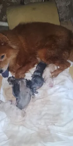 Vendo filhotes de chow-chow 900