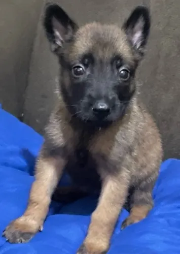 Filhote fêmea Belga MALINOIS