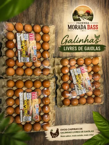 OVOS DE GALINHAS LIVRES DE GAIOLAS