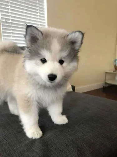 Filhote husky siberiano, transforme sua vida para sempre!