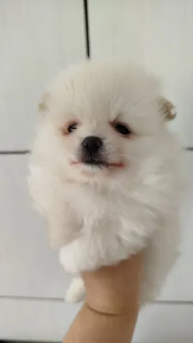 Spitz alemão fêmeas