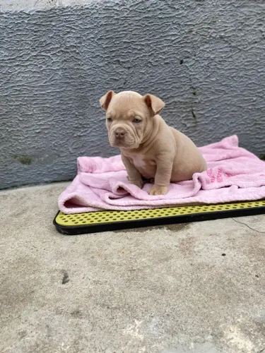 american bully filhote