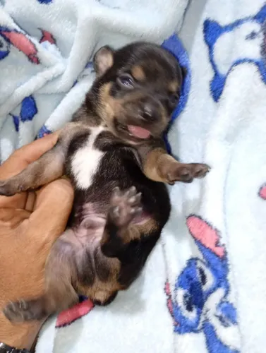 Pinscher 0 macho