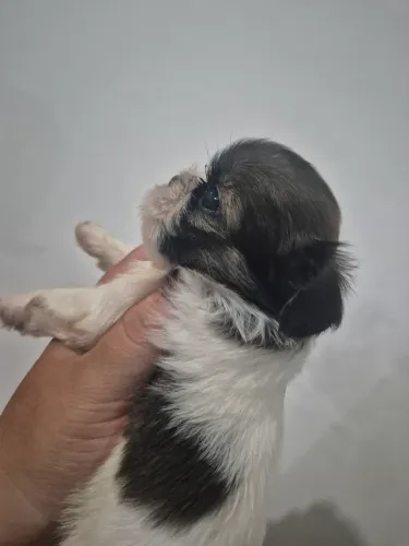 Lindos filhotes shih tzu