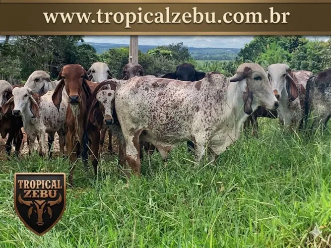 Garrotes gir leiteiro para tourinhos- 35km Goiânia-GO 