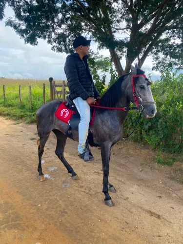 Cavalo mangalarga 