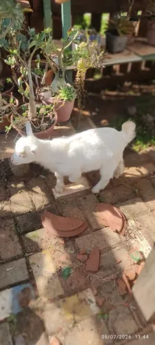 Mini Cabrito Macho.