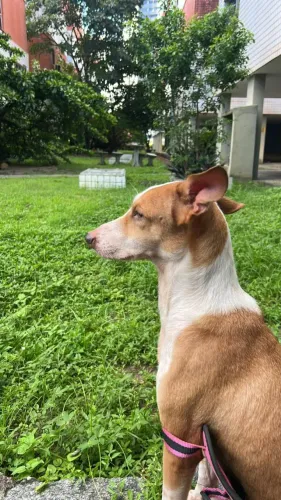 Cadela - 9 anos - SDR - DOAÇÃO RESPONSÁVEL