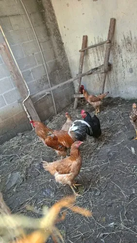 Galo e galinhas