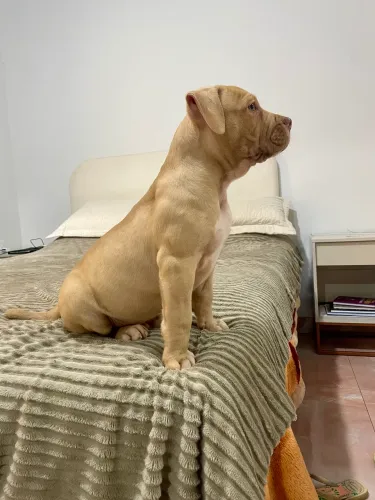 FILHOTES PIT MONSTER | AMERICAN BULLY XL| BRAZILIAN BULL