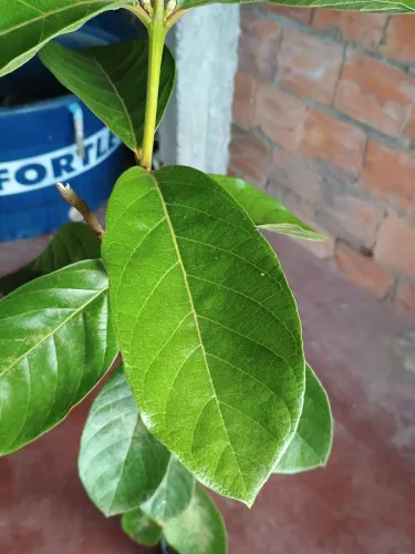 Araçá mirim ou araçá azedinho