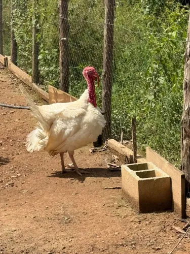 Vendo um casal de Peru