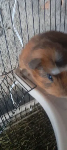 Porquinho da india