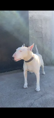 Bull terrier macho para cruzar