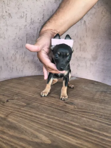 Pinscher mini 