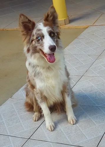 Border Collie Fêmea