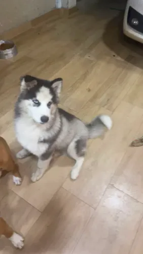 Filhote de husky 4 meses