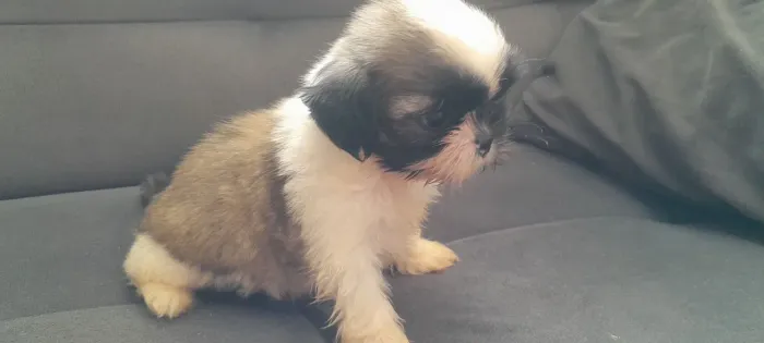 Shih tzu fêmea