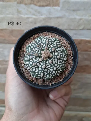 Astrophytum asterias super kabuto pt9